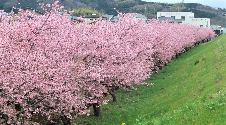 満開の河津桜です